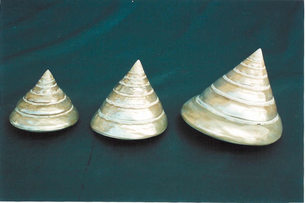 TROCAS MADREPERLA PICCOLA CM 6 