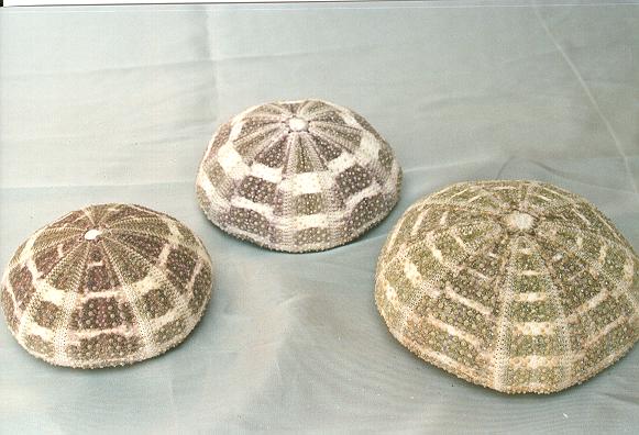 RICCIO MARINO PIATTO DIAM CM 8-9 