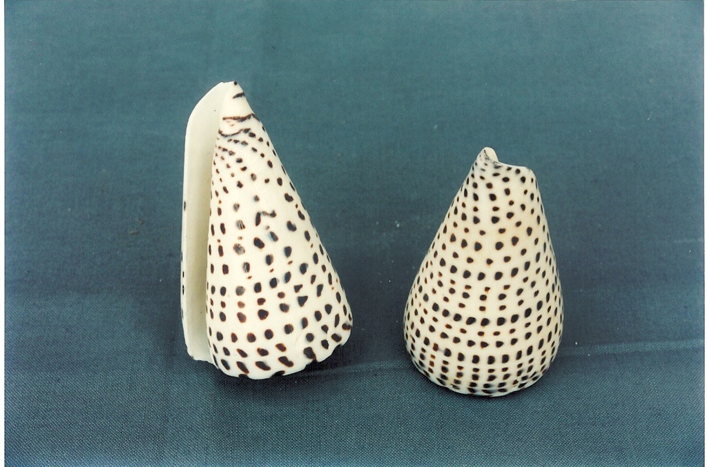 CONUS LEOPARDUS GRANDE 4" UP CM 10