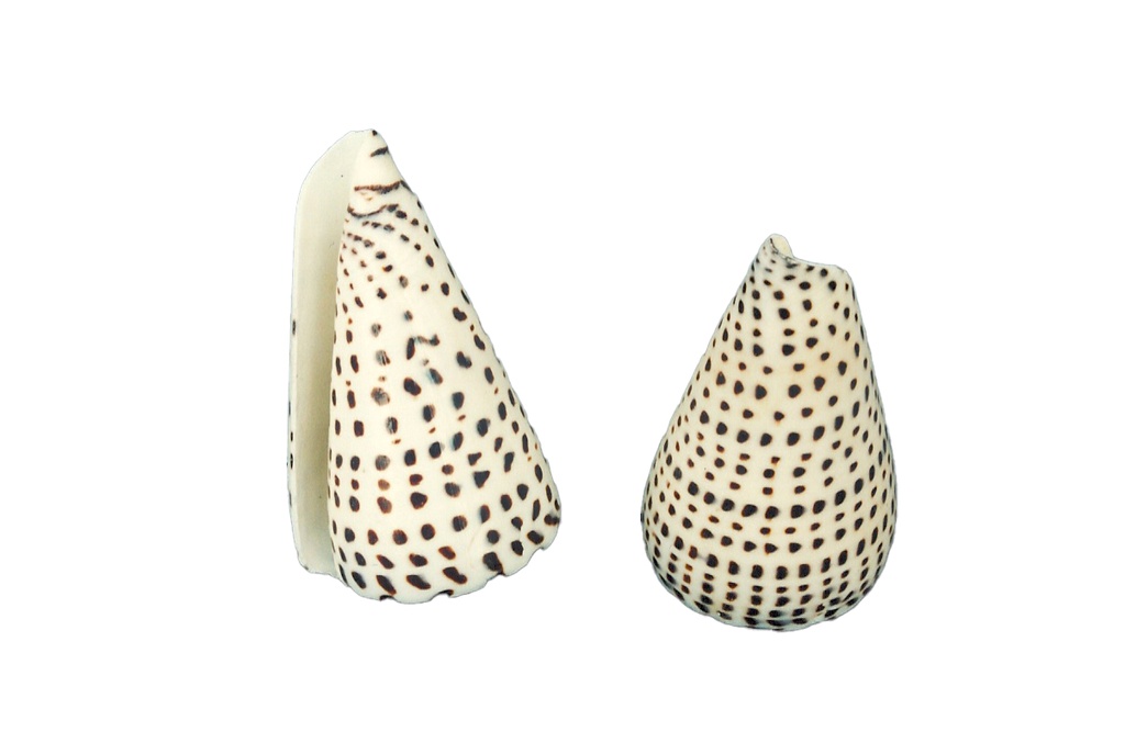 CONUS LEOPARDUS MEDIO 3" UP CM 7-8
