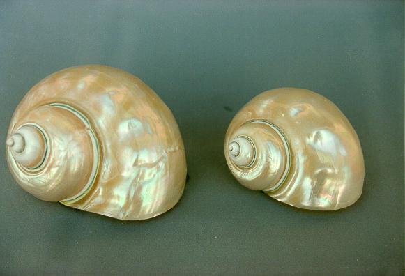 BURGOS MADREPERLA GIGANTE 11-13 CM 4.5" UP