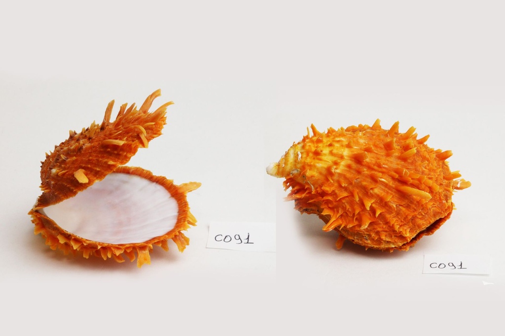 SPONDILUS BARBATUS GRANDE DIAM CM 9 