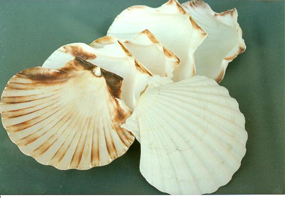 CAPPASANTA GIGANTE DIAM CM.14 LIMATA 