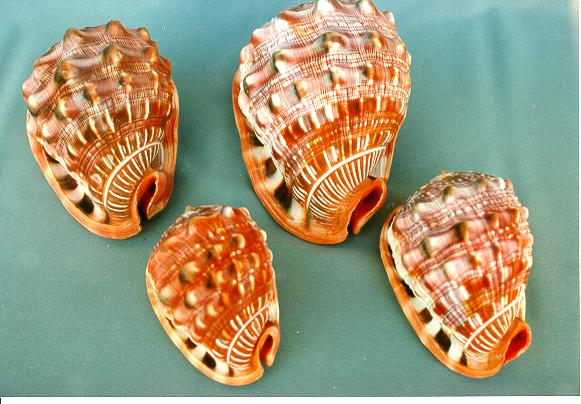 CASSIS RUFA GRANDE CM 14-16