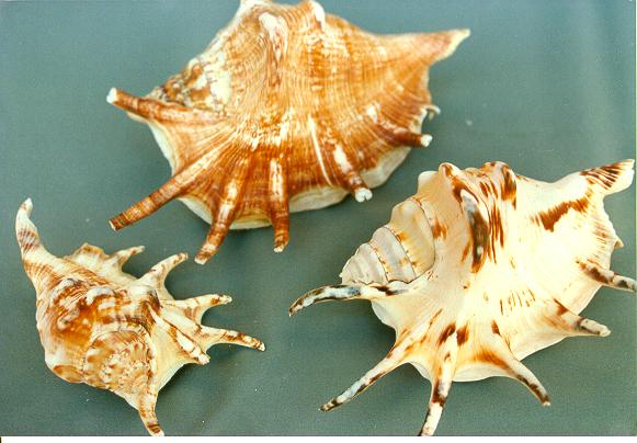 LAMBIS LAMBIS MEDIA 5" - 12cm 