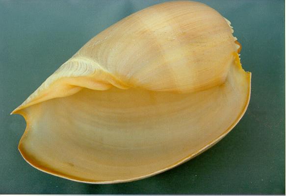 MELO DIADEMA 8-9 CM 20-23 