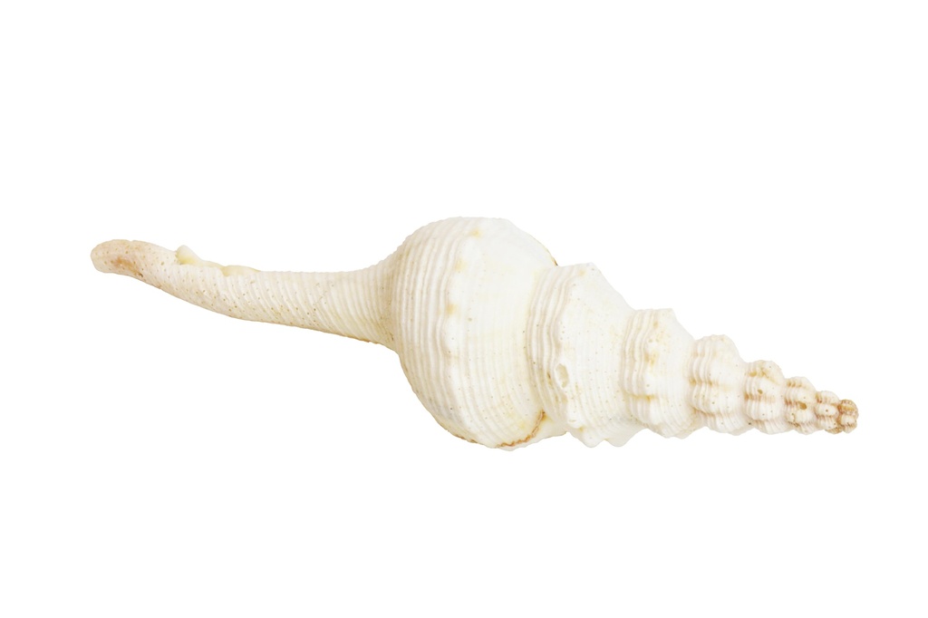 FUSINUS COLUS FILIPPINE GIGANTE 5" UP CM 15 