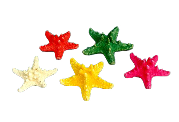 STELLE MARINE LONGISPINUS COLORATE MINI DIAM CM 8-10