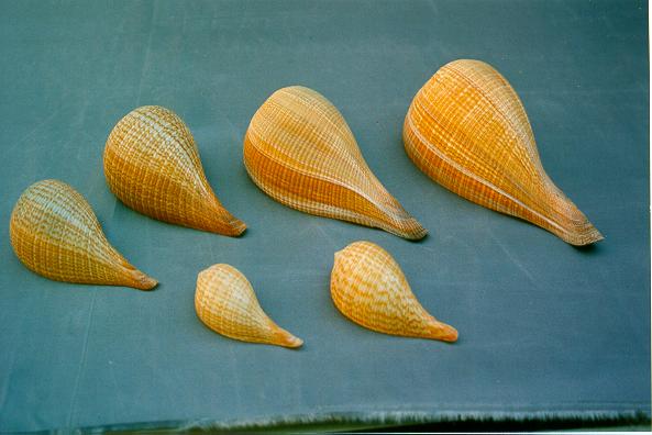 FICUS GRACILIS GRANDE 