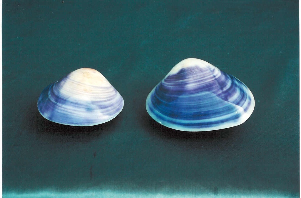 PURPLE CLAM APPAIATO GRANDE 2,5" UP CM 6.5 