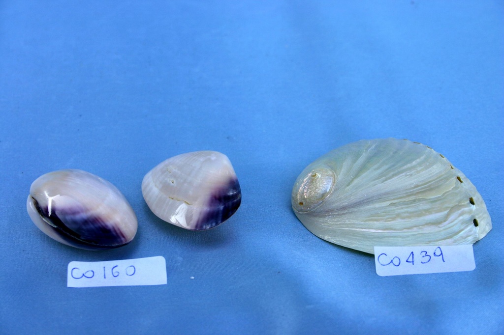 LAVANDER CLAM  CM 5 