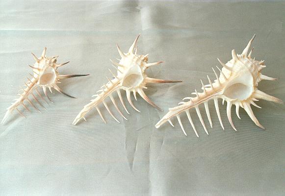 MUREX NEGROSPINUS GRA 3-4" CM 11 