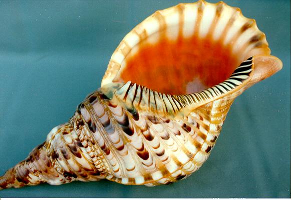 TRITONE CHARONIA VARIEGATUS 9" 2Q