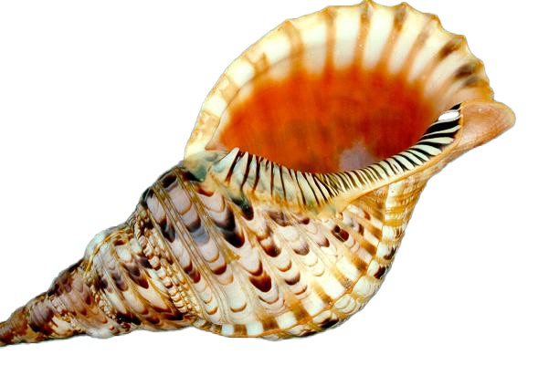 TRITONE CHARONIA VARIEGATUS 12" - 30cm 