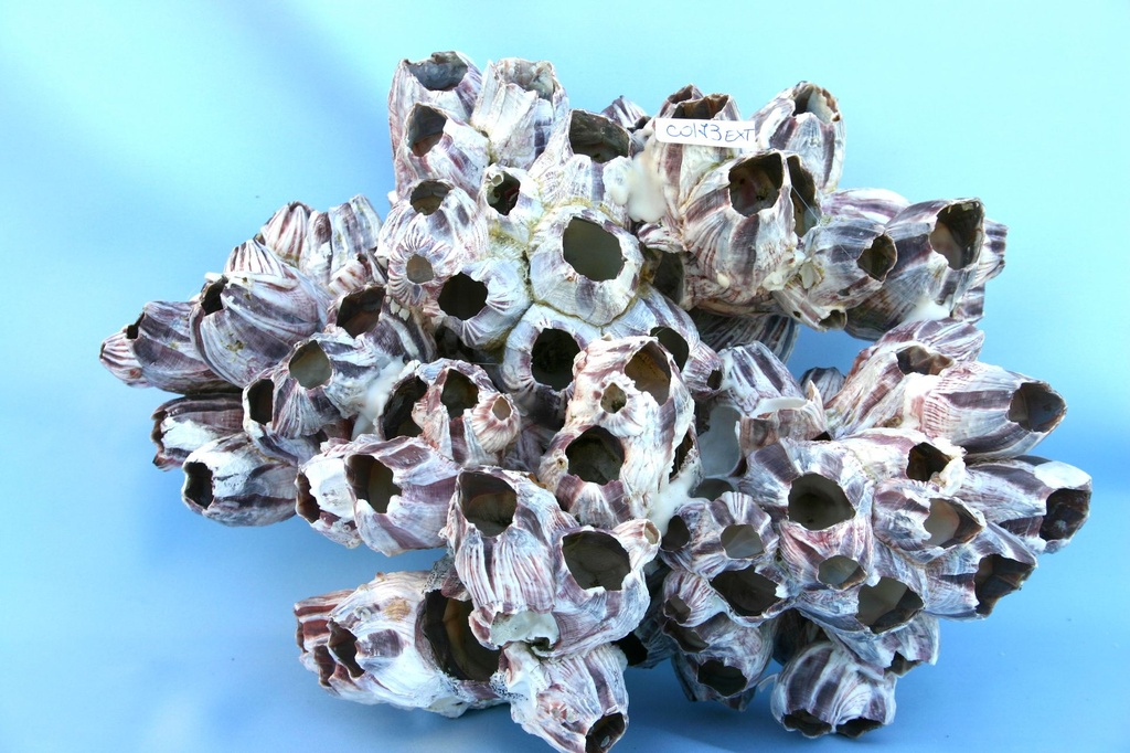 BARNACLE EXT CM.32x16 12"UP 