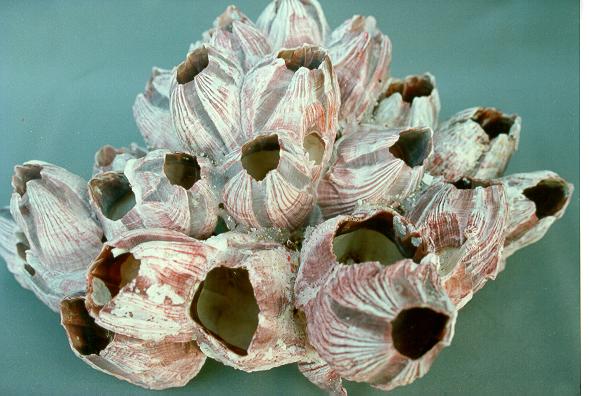 BARNACLE MED CM.20x10  5-7" 