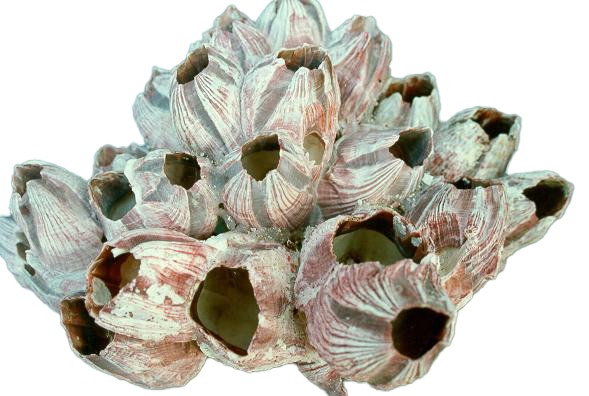 BARNACLE MED CM.20x10  5-7" 