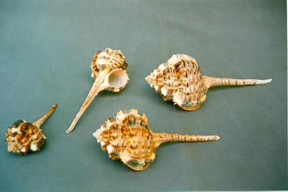 MUREX HAUSTELLUM GIGANTE 5" UP CM 15 