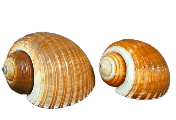 TONNA CEPA 8-9" CM.20-23 