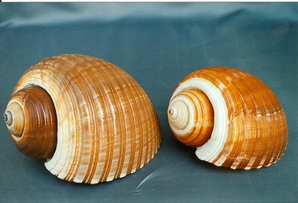 TONNA CEPA 8-9" CM.20-23 