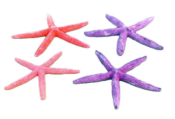 STELLE MARINE COLORATE PUNTE FINE 9-10 DIAM CM 20-25