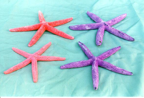 STELLE MARINE COLORATE PUNTE FINE PIC 5-6  CM 12-14