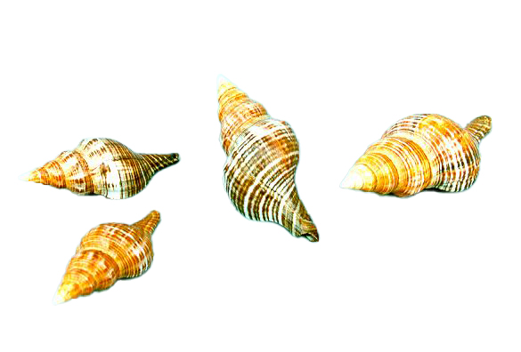 FASCIOLARIA FILAMENTOSA GIGANTE CM 12 