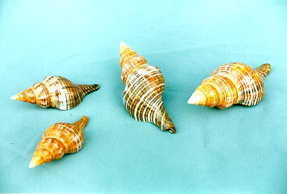 FASCIOLARIA FILAMENTOSA MEDIA  CM 8 