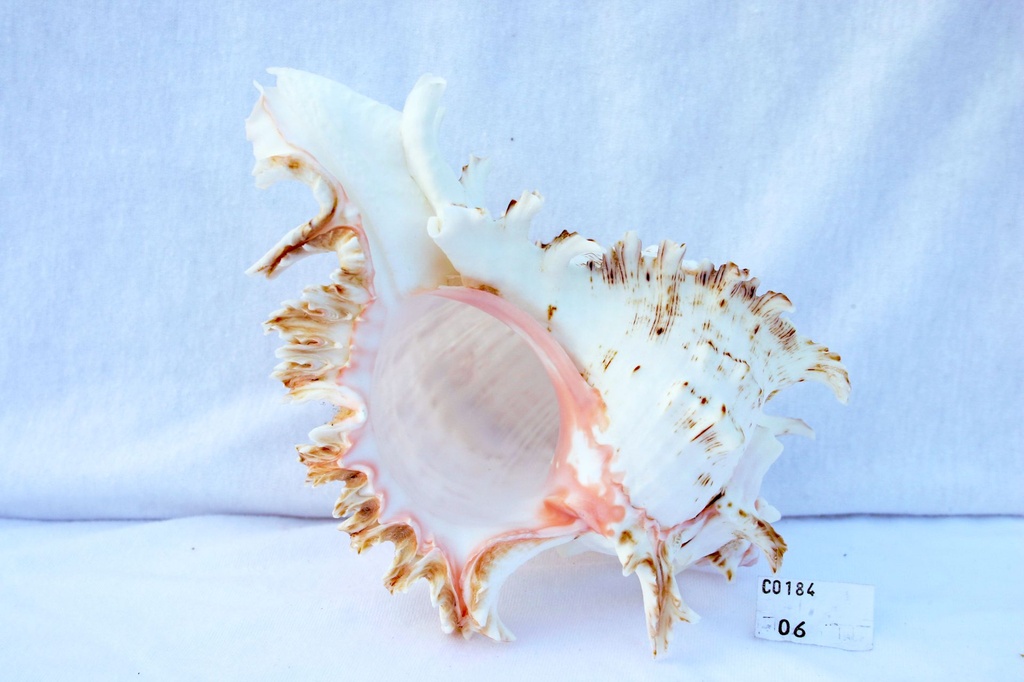 MUREX MULTIRAMOSUS 6-7  CM 15 