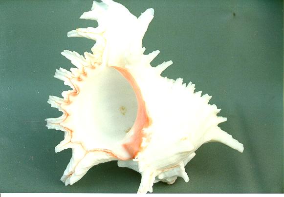 MUREX MULTIRAMOSUS 6-7  CM 15 2Q 