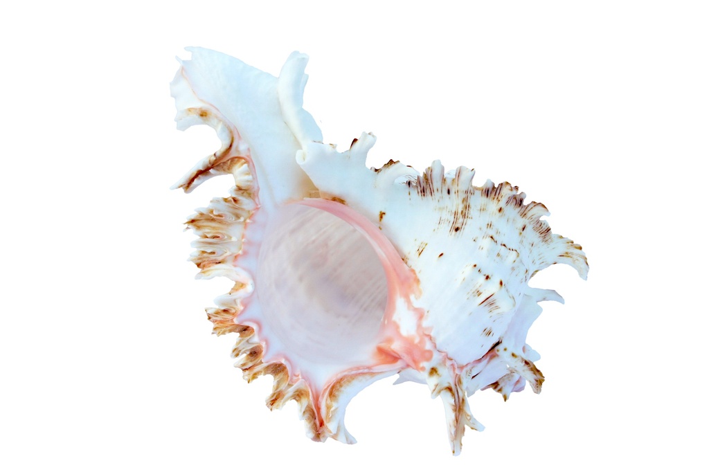 MUREX MULTIRAMOSUS 9 UP 2ND QUALITY 