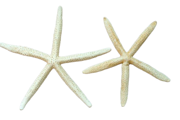 STELLA MARINA PUNTE FINE NAT.MIN CM 8-10 3-4"