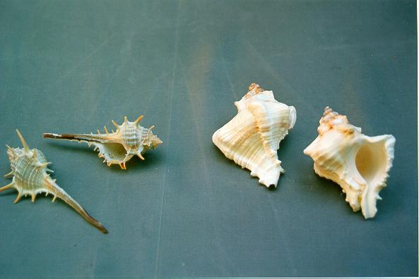 MUREX TERNISPINA CM 8-9 