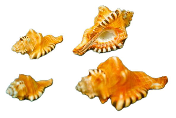 CYMATIUM PERRY EXTRA CM 14 