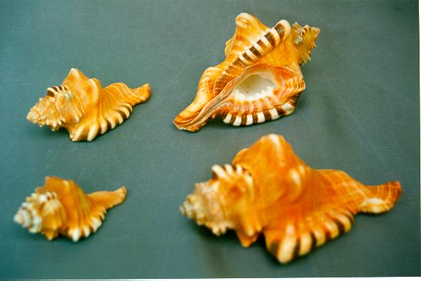 CYMATIUM PERRY MEDIO  CM 9 