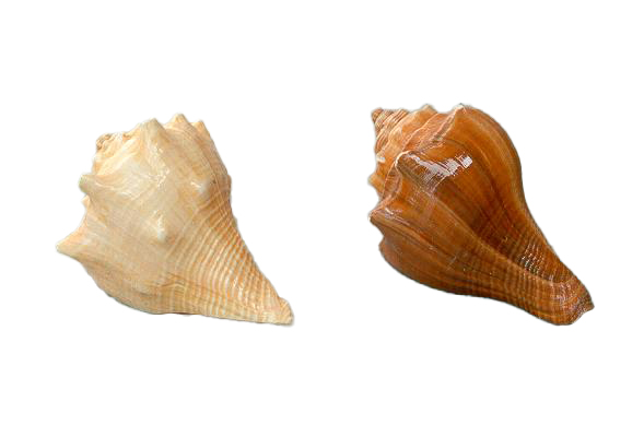 HEMIFUSUS PUGLINA GRANDE CM 12 