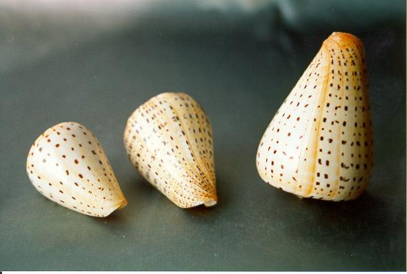 CONUS BETULINUS GRANDE 