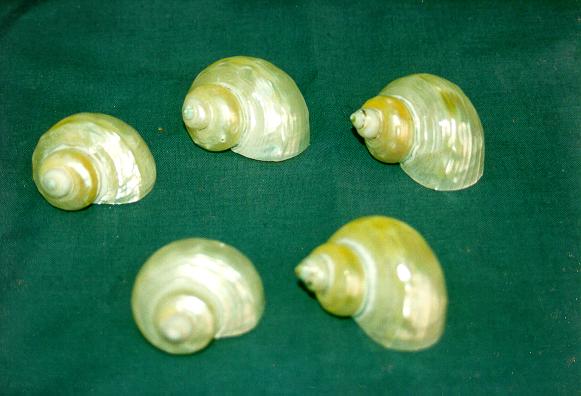 TURBO GOLDEN MOUTH MEDIO 2" UP DIAM CM 4-5 