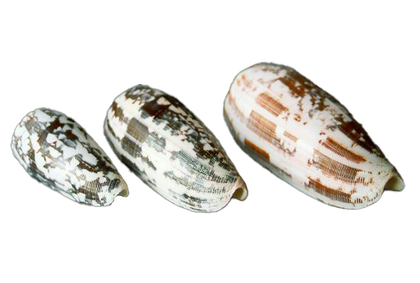 CONUS STRIATUS EXTRA 4" UP 