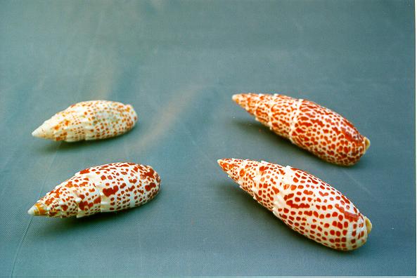 MITRA PAPALIS EXTRA 6 UP CM 13-14 