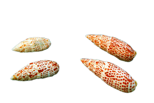 MITRA PAPALIS GIGANTE 5" UP CM 12 