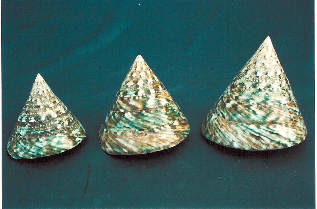 TROCAS NATURALE VERDE PIC. CM 6-6.5