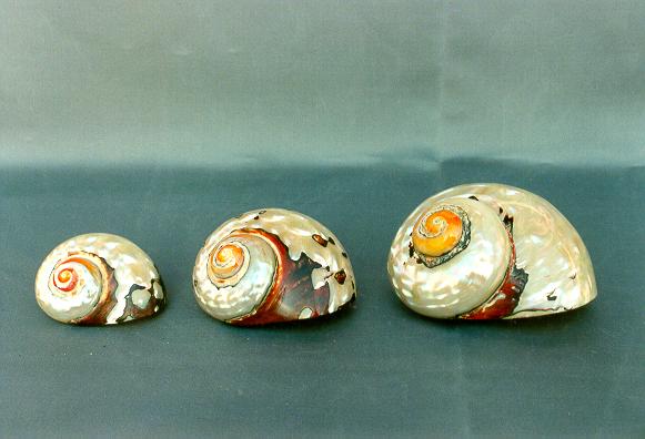 TURBO SARMATICUS GRANDE 3" 08-09cm 