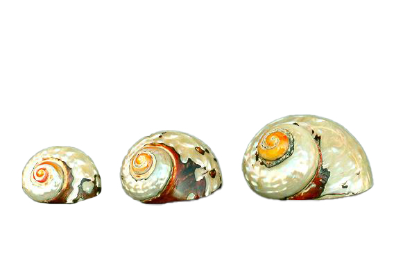 TURBO SARMATICUS GRANDE 3" 08-09cm 2Q 