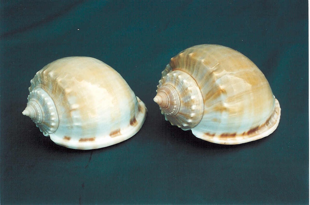 PHALIUM GLAUCUM GRANDE CM.11 