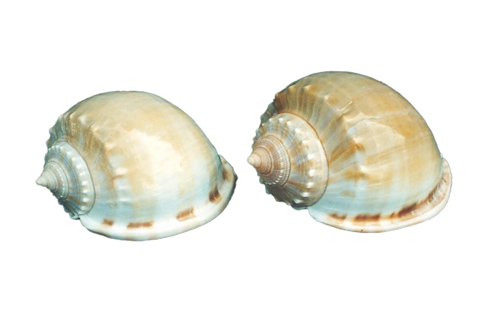 PHALIUM GLAUCUM GRANDE CM.11 