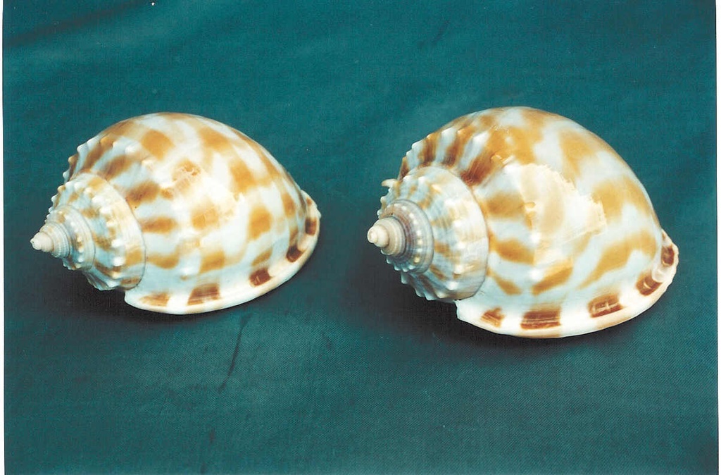 CASSIS BANDATUM GRANDE CM.10,5 