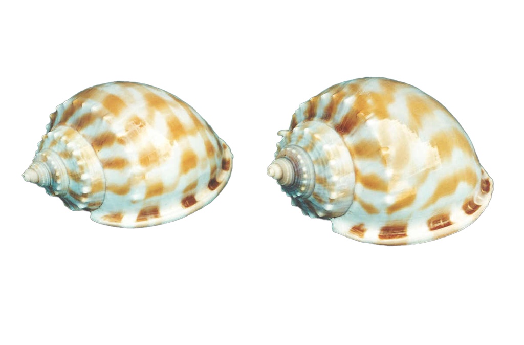 PHALIUM BANDATUM PICCOLA CM.8,5 
