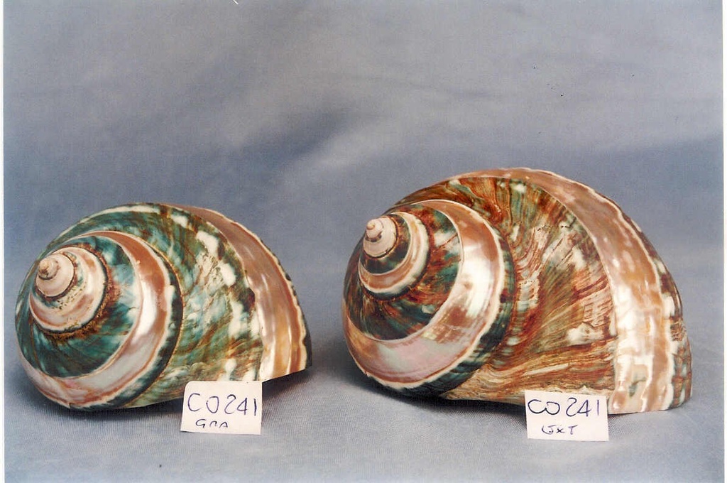 BURGOS STRIATUS GIGANTE 04 UP CM 10 