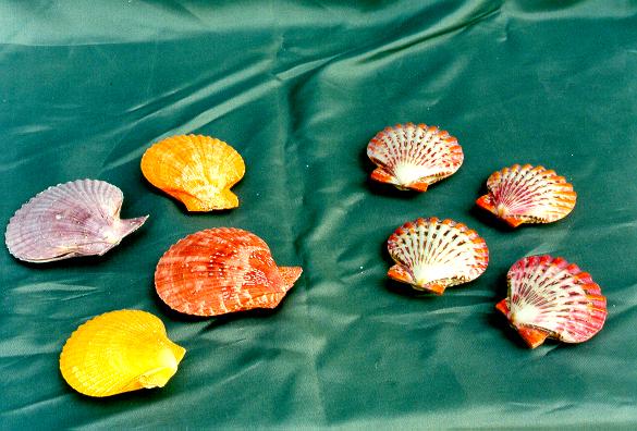 PECTEN NOBILIS COLORATO ACCOPP DIAM CM 7 